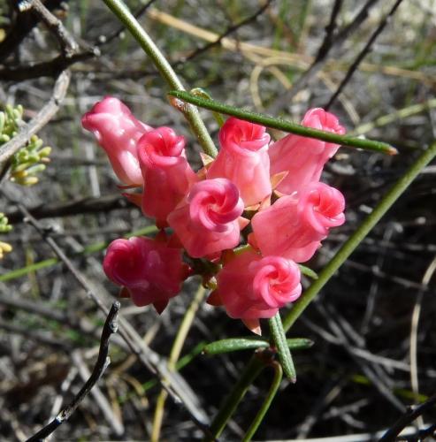 This specie is rather unusual and not often seen. (Author: Pierre Joubert)