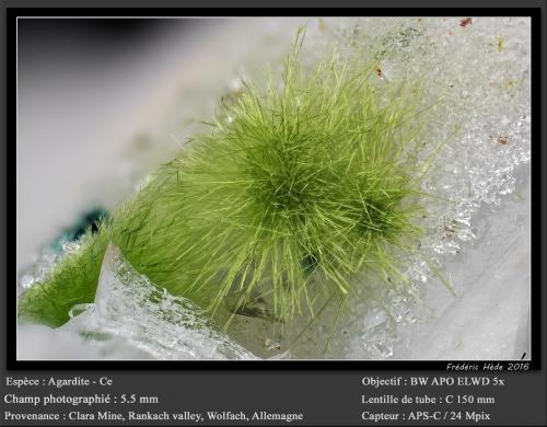 Agardite-(Ce)<br />Mina Clara, Valle Rankach, Oberwolfach, Wolfach, Selva Negra, Baden-Württemberg, Alemania<br />fov 5.5 mm<br /> (Author: ploum)