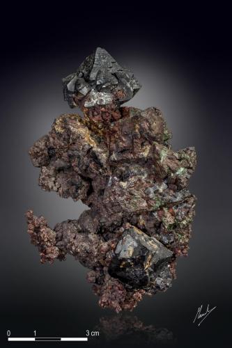 Cuprite on Copper<br />Poteryaevskoe Mine, Rubtsovsky District, Altai Krai, Russia<br />102 x 73 mm<br /> (Author: Manuel Mesa)