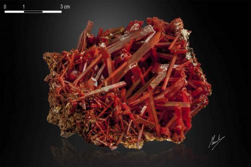 Crocoite<br />Adelaide Mine, Dundas mineral field, Zeehan District, West Coast Council, Tasmania, Australia<br />84 x 61 mm<br /> (Author: Manuel Mesa)