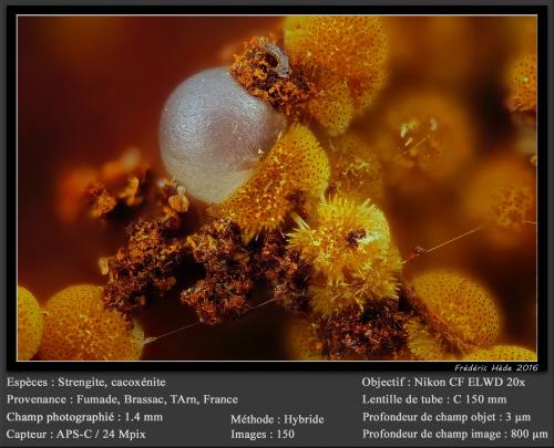 Cacoxenite and Strengite<br />Fumade, Castelnau-de-Brassac, Tarn, Occitanie, France<br />fov 1.4 mm<br /> (Author: ploum)