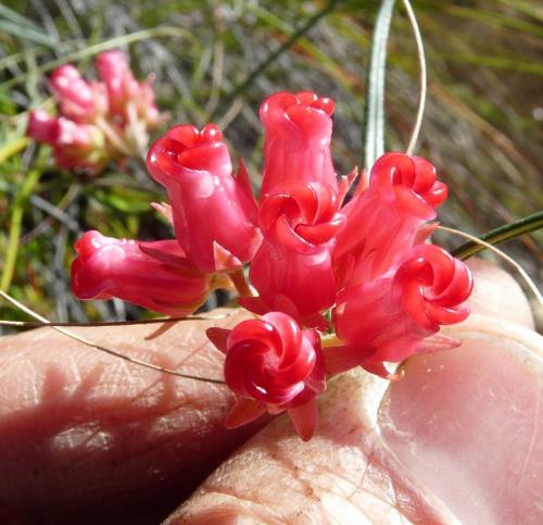 The beautiful, rare flowers that resembles a closed hand. (Author: Pierre Joubert)