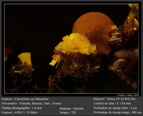 Cacoxenite on Beraunite<br />Fumade, Castelnau-de-Brassac, Tarn, Occitanie, France<br />fov 1.4 mm<br /> (Author: ploum)