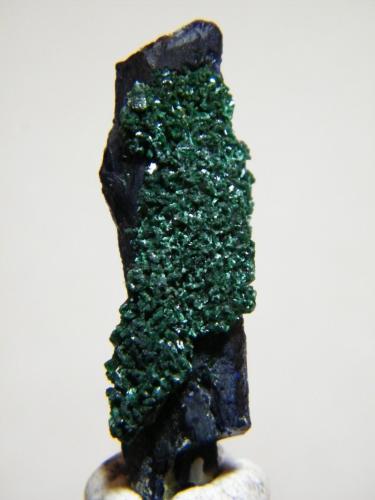 Azurite and Malachite<br />Tsumeb Mine, Tsumeb, Otjikoto Region, Namibia<br />10mmx35mm<br /> (Author: Heimo Hellwig)