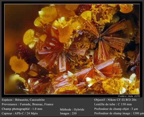 Beraunite and Cacoxenite<br />Fumade, Castelnau-de-Brassac, Tarn, Occitanie, France<br />fov 1.0 mm<br /> (Author: ploum)