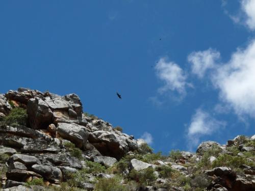 A Verreaux’s Eagle (Aquila verreauxii), or Witkruis arend, riding with some smaller birds. (Author: Pierre Joubert)