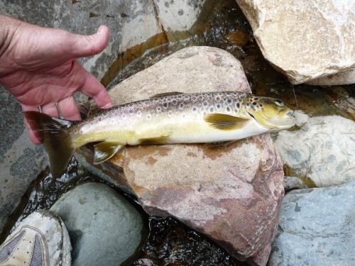 Another Brown trout. (Author: Pierre Joubert)