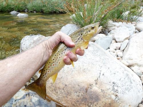 Brown trout. (Author: Pierre Joubert)