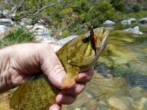 Small mouth Bass. (Author: Pierre Joubert)