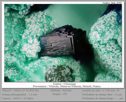Clinoclase<br />Villecun, Olmet-et-Villecun, Lodève Canton, Lodève District, Hérault, Occitanie, France<br />fov 1.2 mm<br /> (Author: ploum)
