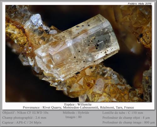 Willemite<br />Cantera Rivet, Zona Peyrebrune, Montredon-Labessonnié, Le Haut Dadou, Castres, Tarn, Occitanie, Francia<br />fov 2.6 mm<br /> (Author: ploum)