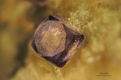 Fluorita<br />Namakwa District (Namaqualand), Northern Cape Province, South Africa<br />3,5 x 3 x 1 cm<br /> (Autor: Antonio Alcaide)