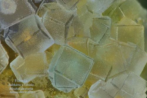 Fluorita<br />Fabiola Mine (Balduino and Fabiola Mine), Albuñol, Comarca Costa Granadina, Granada, Andalusia, Spain<br />FOV = 3 mm<br /> (Autor: Antonio Alcaide)