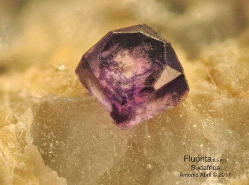Fluorita<br />Namakwa District (Namaqualand), Northern Cape Province, South Africa<br />FOV = 1,5 mm<br /> (Autor: Antonio Alcaide)