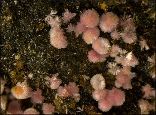 Hörnesita<br />Minas de Cala, Cala, Comarca Sierra de Huelva, Huelva, Andalucía, España<br />Campo de visión de 3 mm<br /> (Autor: Antonio Carmona)