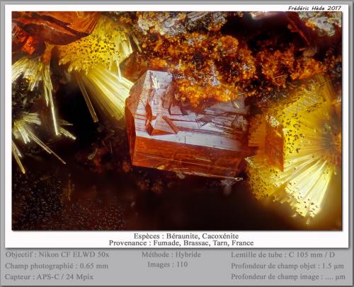 Beraunite and Cacoxenite<br />Fumade, Castelnau-de-Brassac, Tarn, Occitanie, France<br />fov 0.65 mm<br /> (Author: ploum)