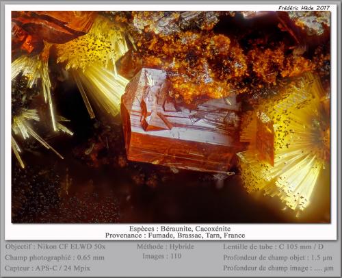 Beraunite and Cacoxenite<br />Fumade, Castelnau-de-Brassac, Tarn, Occitanie, Francia<br />fov 0.65 mm<br /> (Author: ploum)