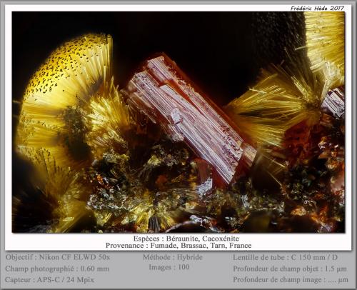 Beraunite and Cacoxenite<br />Fumade, Castelnau-de-Brassac, Tarn, Occitanie, Francia<br />fov 0.6 mm<br /> (Author: ploum)