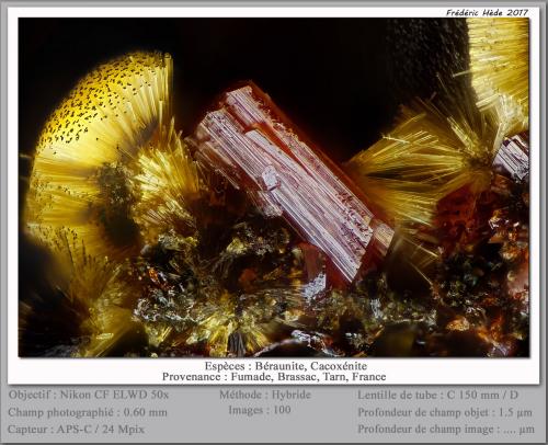 Beraunite and Cacoxenite<br />Fumade, Castelnau-de-Brassac, Tarn, Occitanie, France<br />fov 0.6 mm<br /> (Author: ploum)