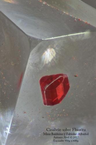 Cinabrio y Fluorita<br />Fabiola Mine (Balduino and Fabiola Mine), Albuñol, Comarca Costa Granadina, Granada, Andalusia, Spain<br />FOV = 1 x 0,5 mm<br /> (Autor: Antonio Alcaide)