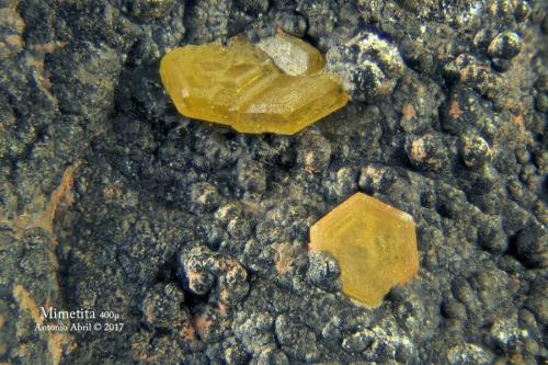 Mimetita<br />Filón Sur open pit, Minas de Tharsis, Tharsis, Alosno, Comarca El Andévalo, Huelva, Andalusia, Spain<br />FOV = 1,5 mm<br /> (Autor: Antonio Alcaide)