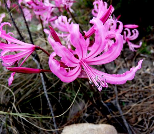 Stunning flowers, with no leaves adorn the mountains after field fires. (Author: Pierre Joubert)