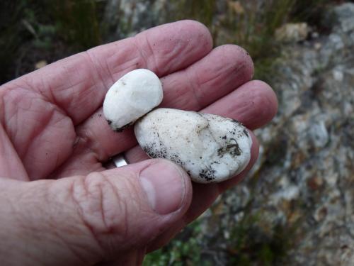 Quartz found in sandstone.  I always believed that these are rounded pebbles from original rivers, but I am now convinced that they are just nodules of quartz that formed in the sandstone. (Author: Pierre Joubert)