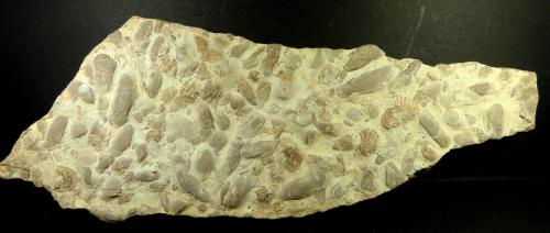 Lumaquela<br />Cazorla, Comarca Sierra de Cazorla, Jaén, Andalusia, Spain<br />20 x 7 x 2 cm.<br /> (Autor: Felipe Abolafia)