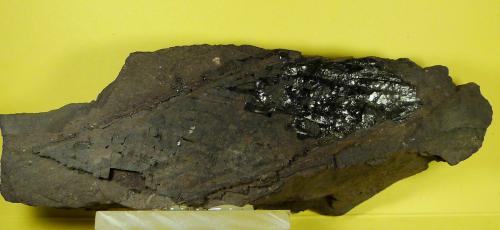 Pizarra bituminosa<br />Puertollano, Comarca Campo de Calatrava, Ciudad Real, Castilla-La Mancha, Spain<br />14,5 x 5 x 3,5 cm.<br /> (Autor: Felipe Abolafia)