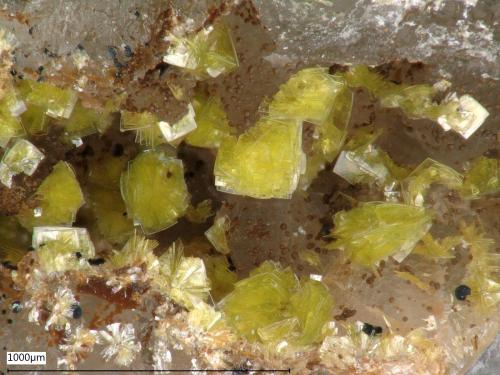 Beyerite<br />Siebenschlehen Mine, Jung Zeche Spat vein, Neustädtel, Schneeberg District, Erzgebirgskreis, Saxony/Sachsen, Germany<br />Picture width: 1,7 mm.<br /> (Author: Andreas Gerstenberg)