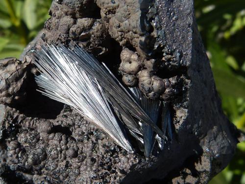 Pirolusita<br />Serra da Mina Mine, Cercal, Santiago do Cacém, Setúbal District, Área Metropolitana de Lisboa Region, Portugal<br />12 x 6 cm (la pieza)<br /> (Autor: nerofis2)