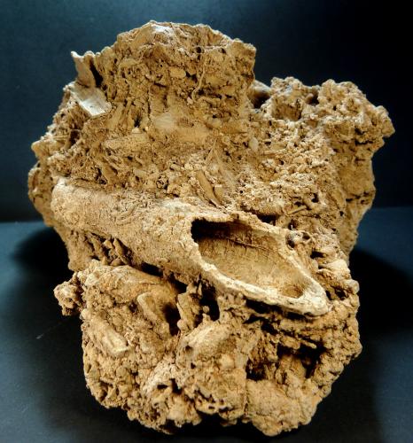 Toba calcárea<br />La Frangía Creek, Olvera, Sabiote, Comarca La Loma, Jaén, Andalusia, Spain<br />17 x 10 x 12 cm.<br /> (Autor: Felipe Abolafia)