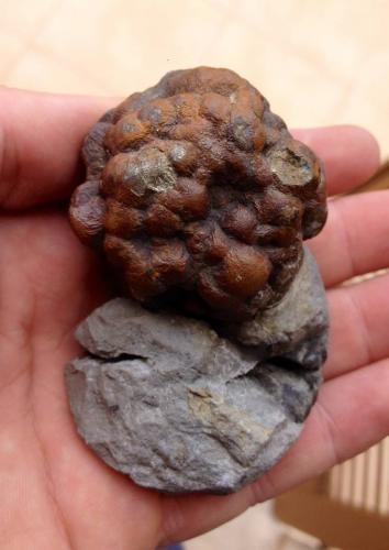 Pirita<br />Son Genovés, Marratxí, Comarca Raiguer, Mallorca, Baleares, Balearic Islands / Illes Balears, Spain<br />45 mm (74 mm la pieza completa).<br /> (Autor: José Juárez Ruiz)