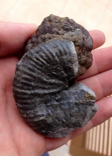 Pirita<br />Son Genovés, Marratxí, Comarca Raiguer, Mallorca, Baleares, Balearic Islands / Illes Balears, Spain<br />45 mm (74 mm la pieza completa).<br /> (Autor: José Juárez Ruiz)
