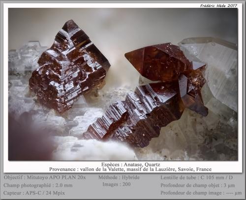 Anatase on Quartz<br />Vallon de la Valette, Macizo La Lauzière, Saint-Jean-de-Maurienne, Saboya, Auvergne-Rhône-Alpes, Francia<br />fov 2 mm<br /> (Author: ploum)