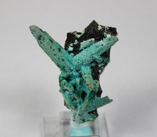 Chrysocolla with Malachite<br />Luputo, Kakumba, Katanga Copper Crescent, Katanga (Shaba), Democratic Republic of the Congo (Zaire)<br />55 mm x 41 mm x 23 mm<br /> (Author: Don Lum)