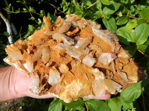 Gypsum, Siderite<br />Cavnic Mine, Cavnic mining area, Cavnic, Maramures, Romania<br />21 x 16 cm<br /> (Author: Deyu)