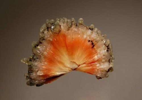 Scolecite<br />Chandanapuri, Samgamner, Ahmadnagar District, Maharashtra, India<br />3.6 x 4.7 cm<br /> (Author: crosstimber)