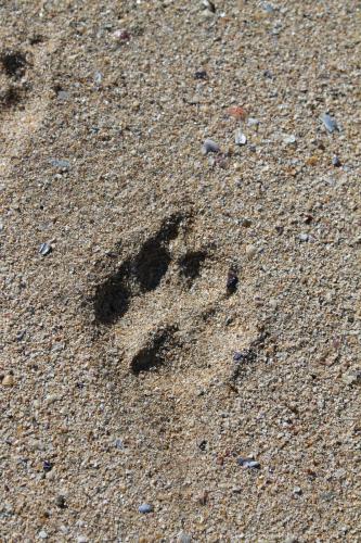 La arena de la playa esta formada principalmente por bioclastos (restos de conchas de moluscos, restos de equinodermos, esqueletos externos de briozoos, espículas de esponja, etc.) con pequeñas cantidades de clastos terrígenos de pequeño tamaño entre los que predomina claramente el cuarzo. (Autor: Jesús López)