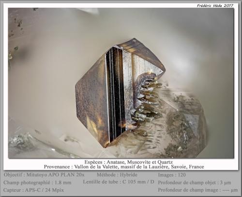 Anatase and Muscovite<br />Vallon de la Valette, Macizo La Lauzière, Saint-Jean-de-Maurienne, Saboya, Auvergne-Rhône-Alpes, Francia<br />fov 1.8 mm<br /> (Author: ploum)