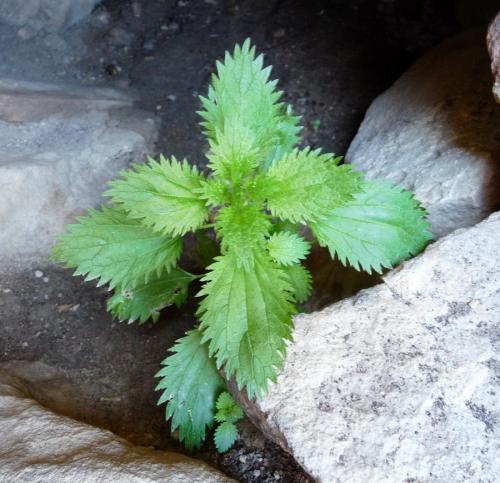 I discovered a small cave with moist, rich soil and a number of Stinging nettles (Urtica dioica).  These are supposed to have valuable healing properties. (Author: Pierre Joubert)