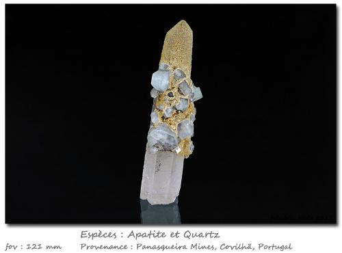 Fluorapatite on Quartz<br />Minas da Panasqueira, Aldeia de São Francisco de Assis, Covilhã, Castelo Branco, Cova da Beira, Centro, Portugal<br />fov 122 mm<br /> (Author: ploum)