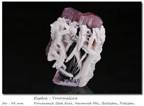 Tourmaline<br />Stak Nala, Montes Haramosh, Distrito Skardu, Gilgit-Baltistan (Áreas del Norte), Paquistán<br />fov 88 mm<br /> (Author: ploum)