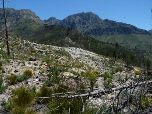 A large quartz outcrop but not with much found. (Author: Pierre Joubert)