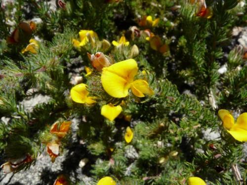 A favourite flower for many butterflies and other insects. (Author: Pierre Joubert)