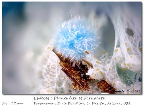 Plancheite and Fornacite<br />Mina Eagle Eye, Grupo Moore Mine, Distrito New Water, Montes New Water, Condado La Paz, Arizona, USA<br />fov 1.7 mm<br /> (Author: ploum)