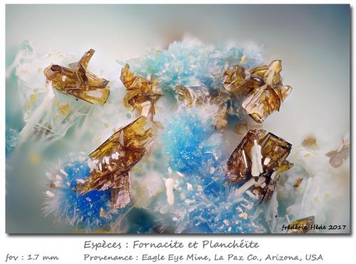 Plancheite and Fornacite<br />Mina Eagle Eye, Grupo Moore Mine, Distrito New Water, Montes New Water, Condado La Paz, Arizona, USA<br />fov 1.7 mm<br /> (Author: ploum)