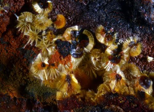 Cacoxenita<br />Minas de El Horcajo, El Horcajo, Almodóvar del Campo, Comarca Campo de Calatrava, Ciudad Real, Castilla-La Mancha, España<br />4 mm<br /> (Autor: undaria)