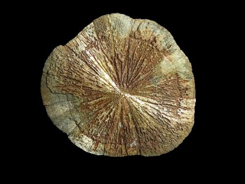 Pirita<br />Sparta, Condado Randolph, Illinois, USA<br />7 x 7 cm.<br /> (Autor: Antonio P. López)