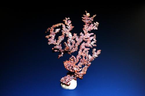 Cobre<br />Mina Itauz, Dzhezkazgan, Región Karaganda, Kazajstán<br />7 x 5 cm.<br /> (Autor: Antonio P. López)